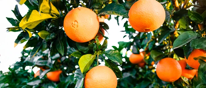 Voyage Chiropractic in Fruit Cove FL